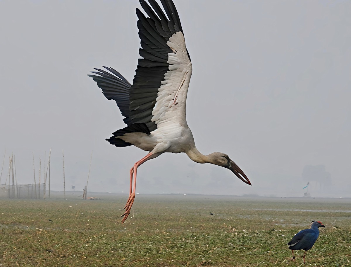 Индийский аист-разиня - ML647552782