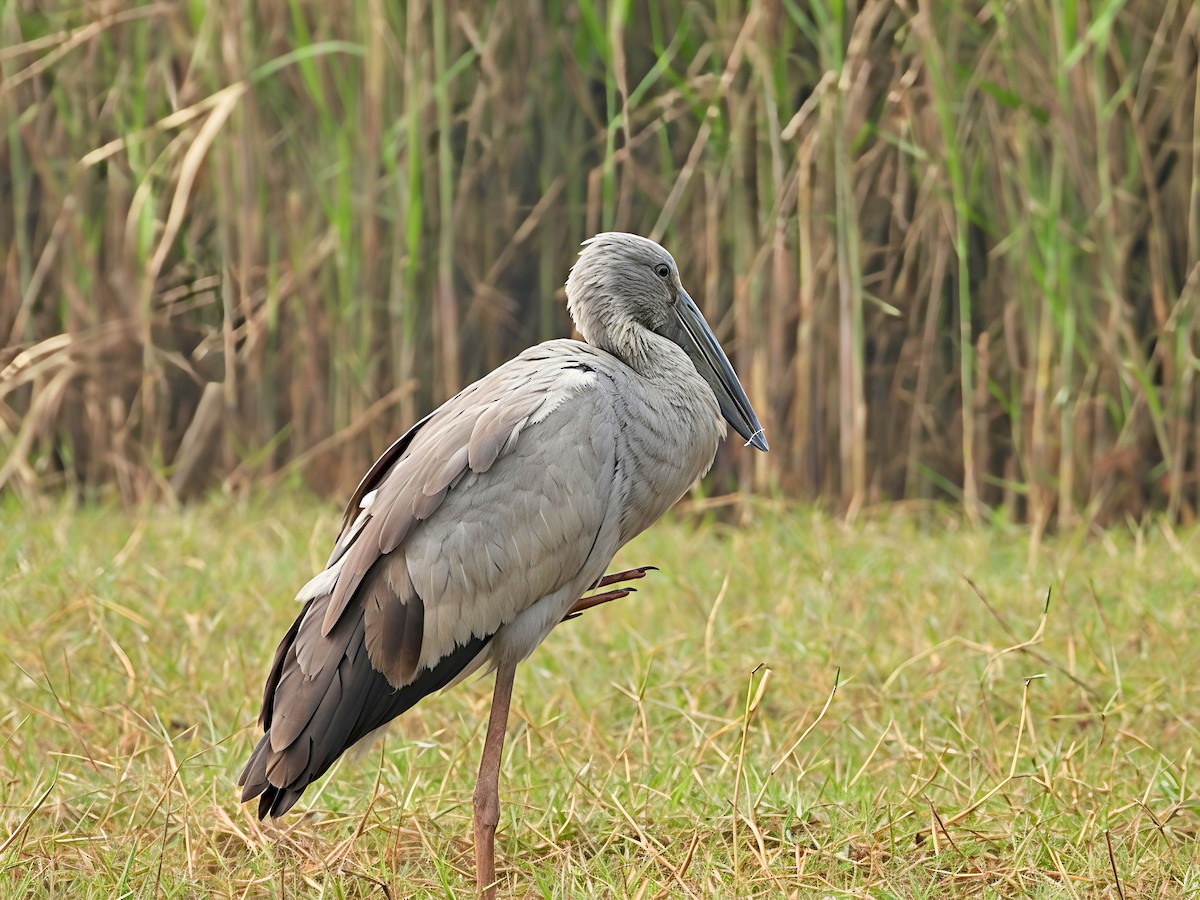 Индийский аист-разиня - ML647552783