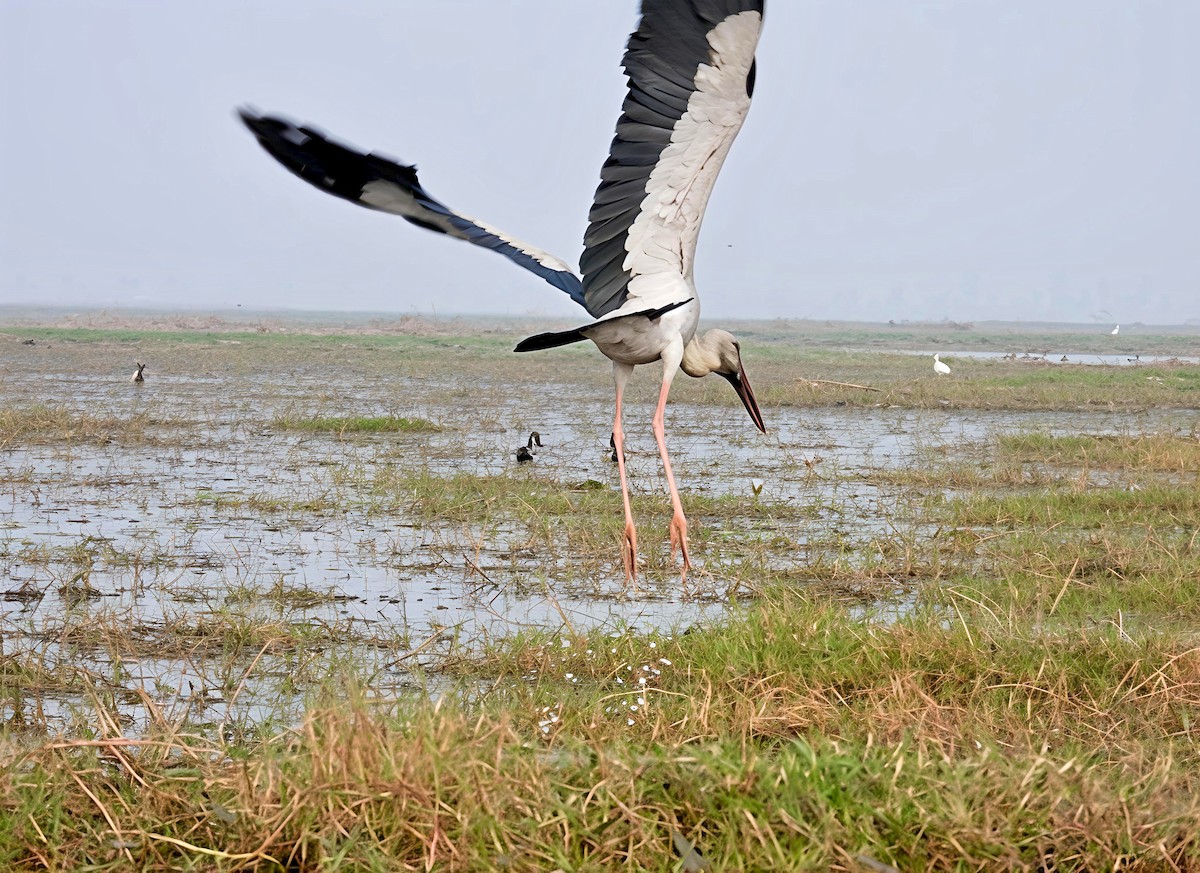 Индийский аист-разиня - ML647552785