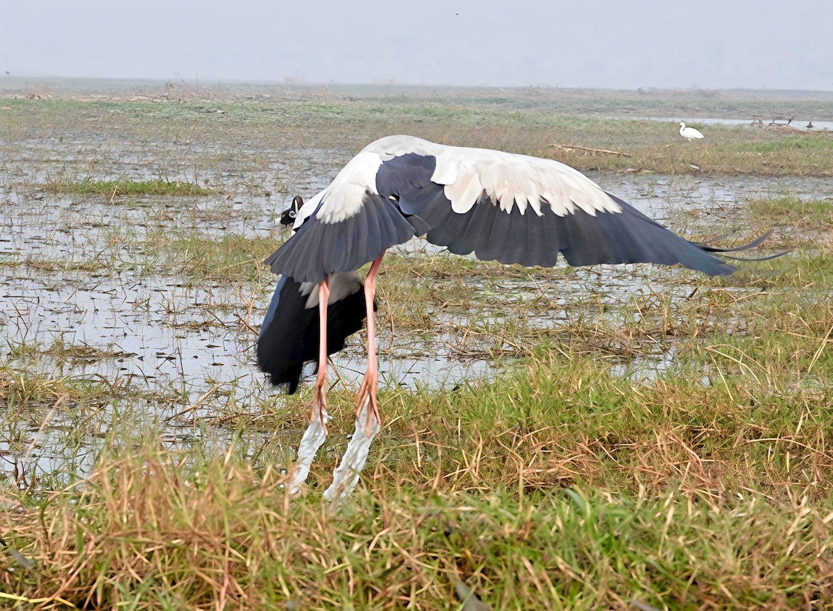 Индийский аист-разиня - ML647552786