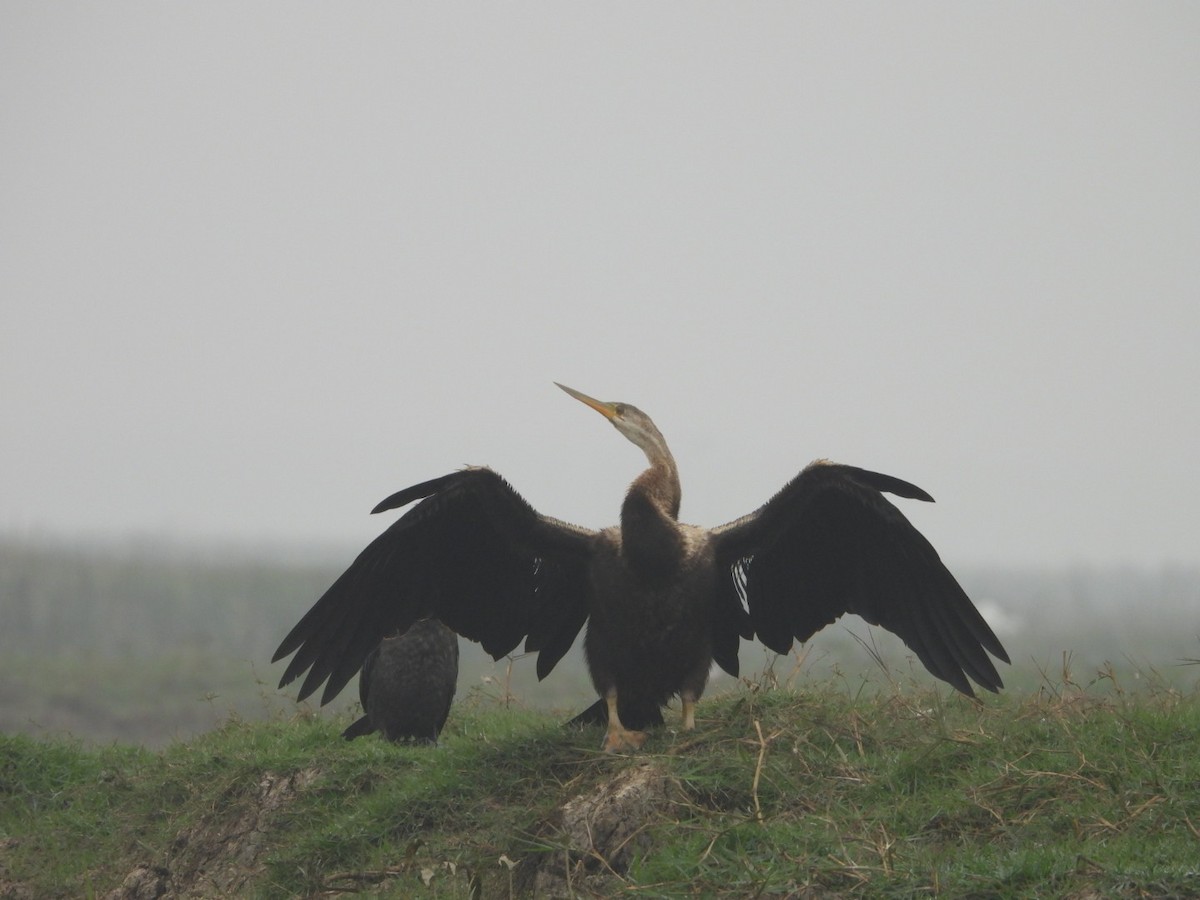 Азиатская змеешейка - ML647552805