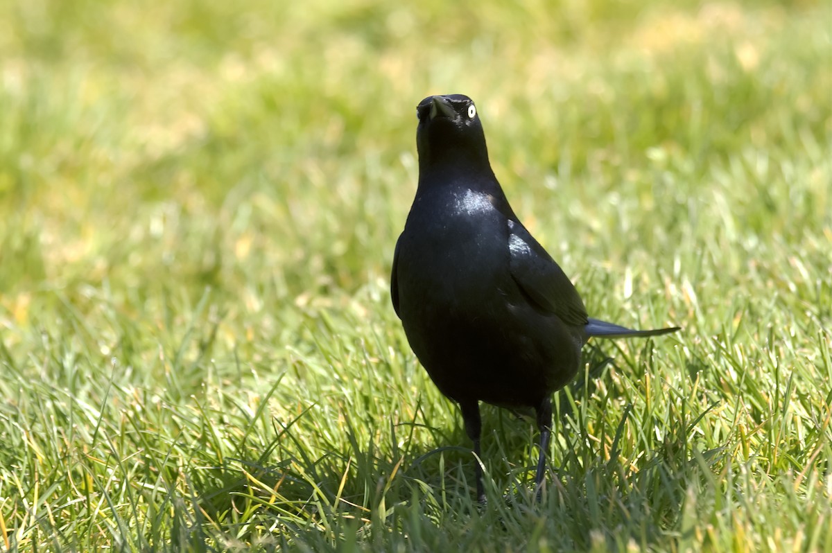 Пастбищный трупиал - ML647552806