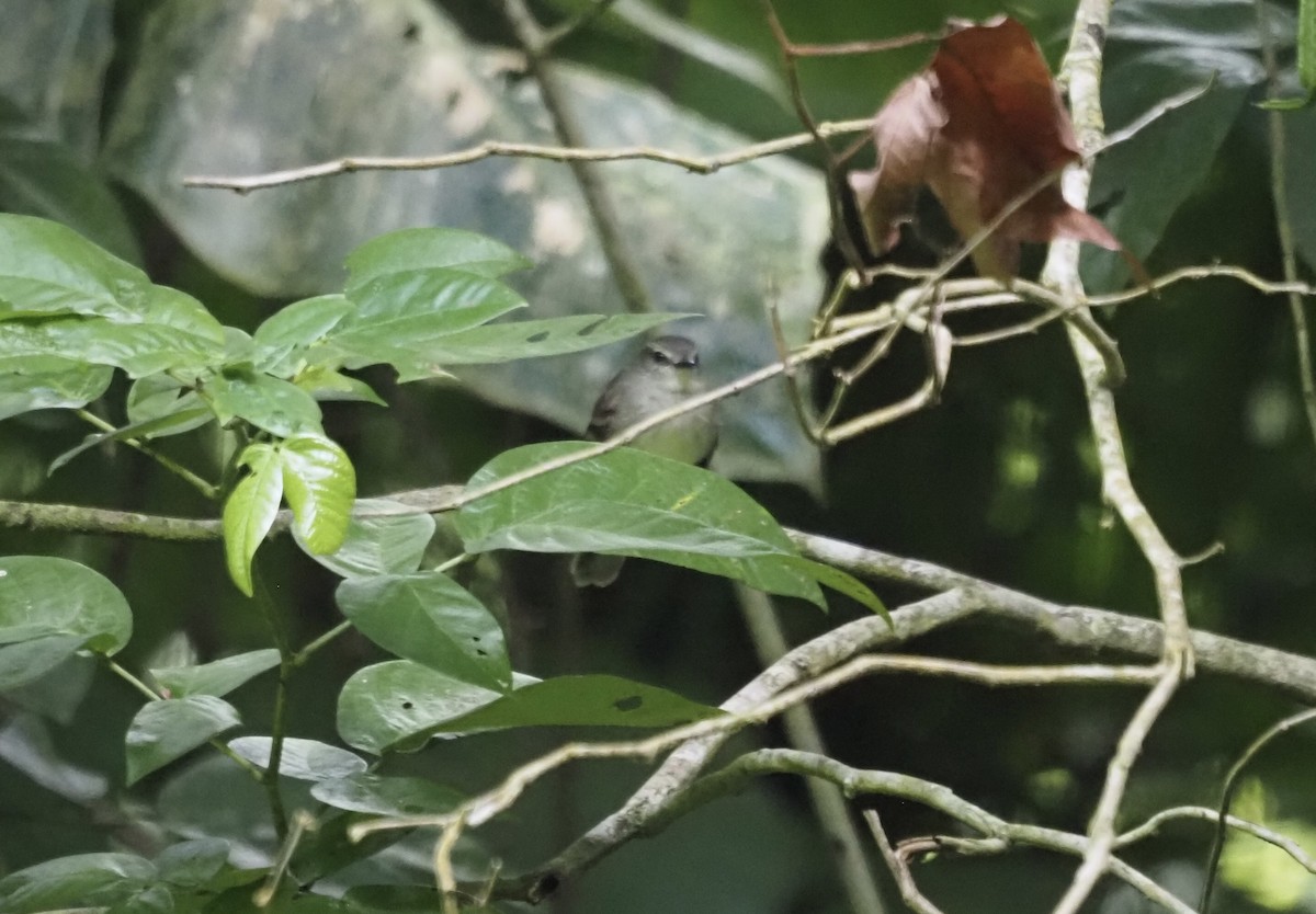 Бурый мухолов - ML647552808