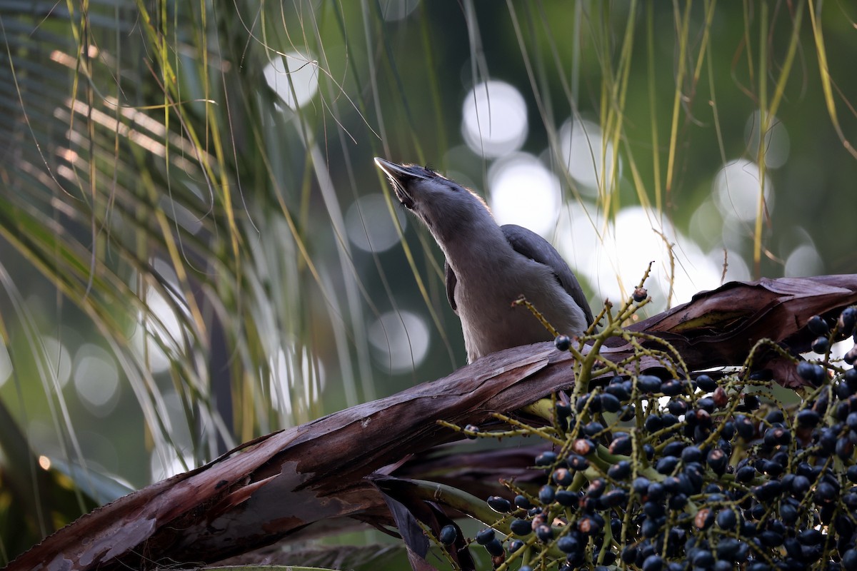 Индийский серый ток - ML647552809