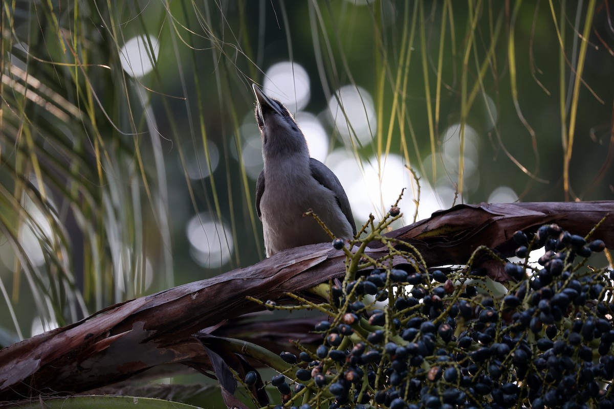 Индийский серый ток - ML647552810
