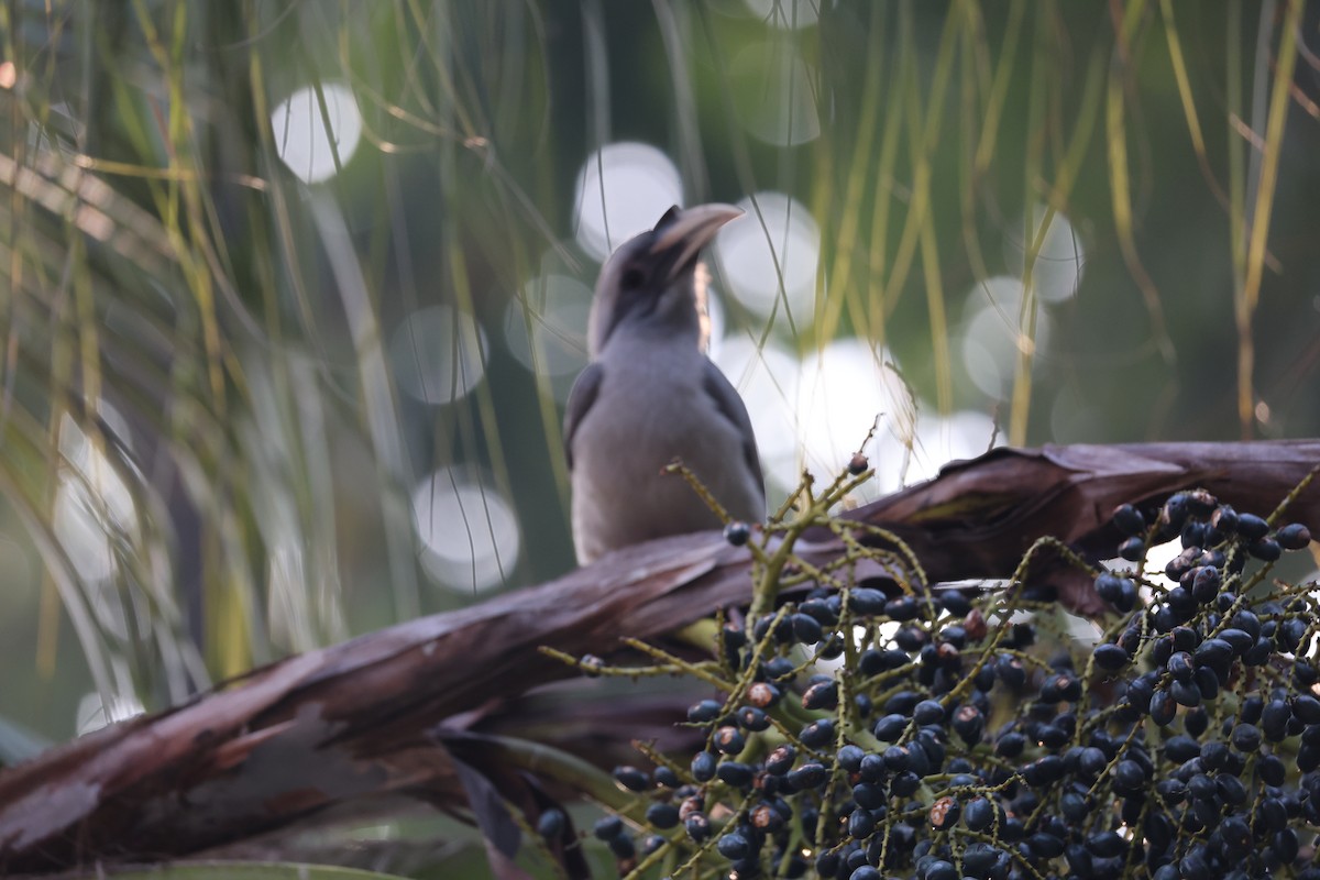 Индийский серый ток - ML647552811