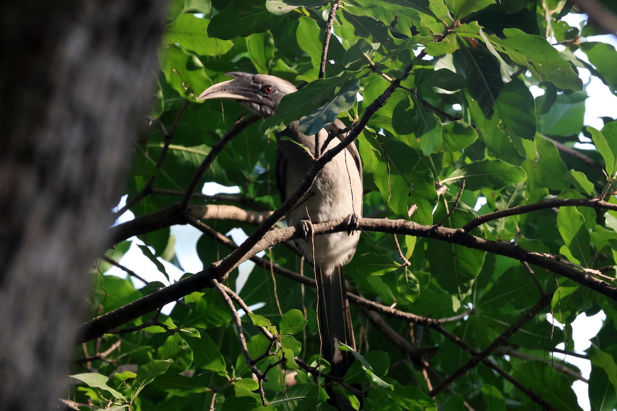 Индийский серый ток - ML647552812