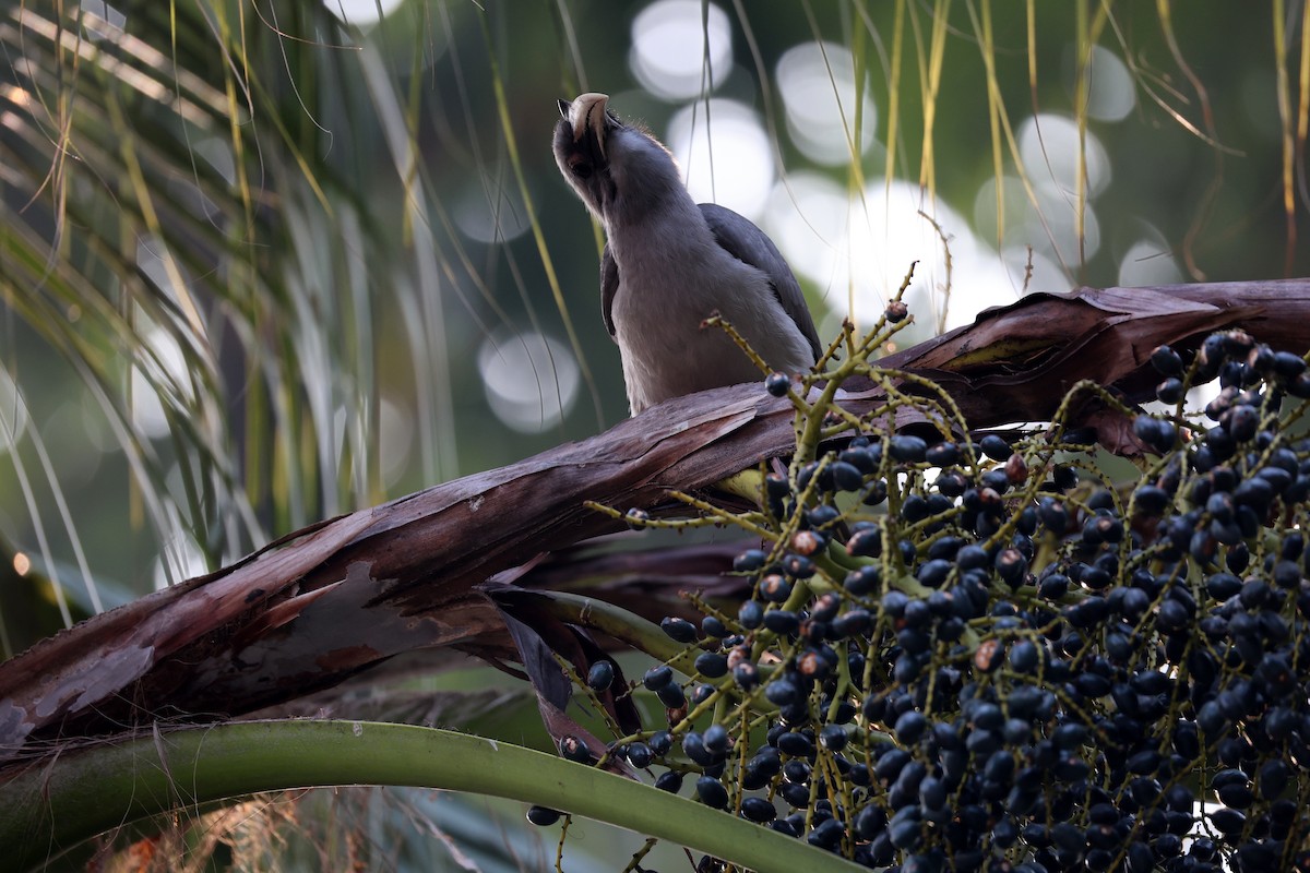 Индийский серый ток - ML647552814
