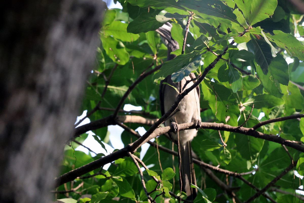 Indian Gray Hornbill - ML647552824