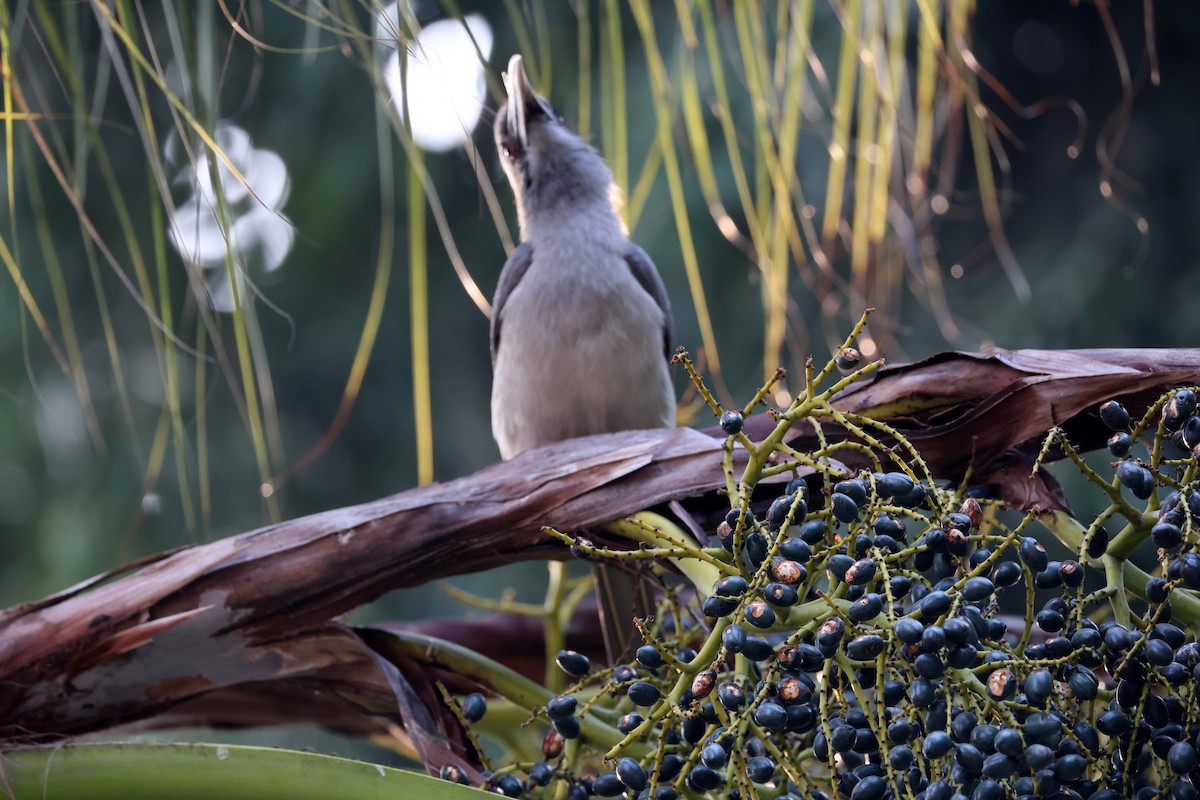 Indian Gray Hornbill - ML647552825