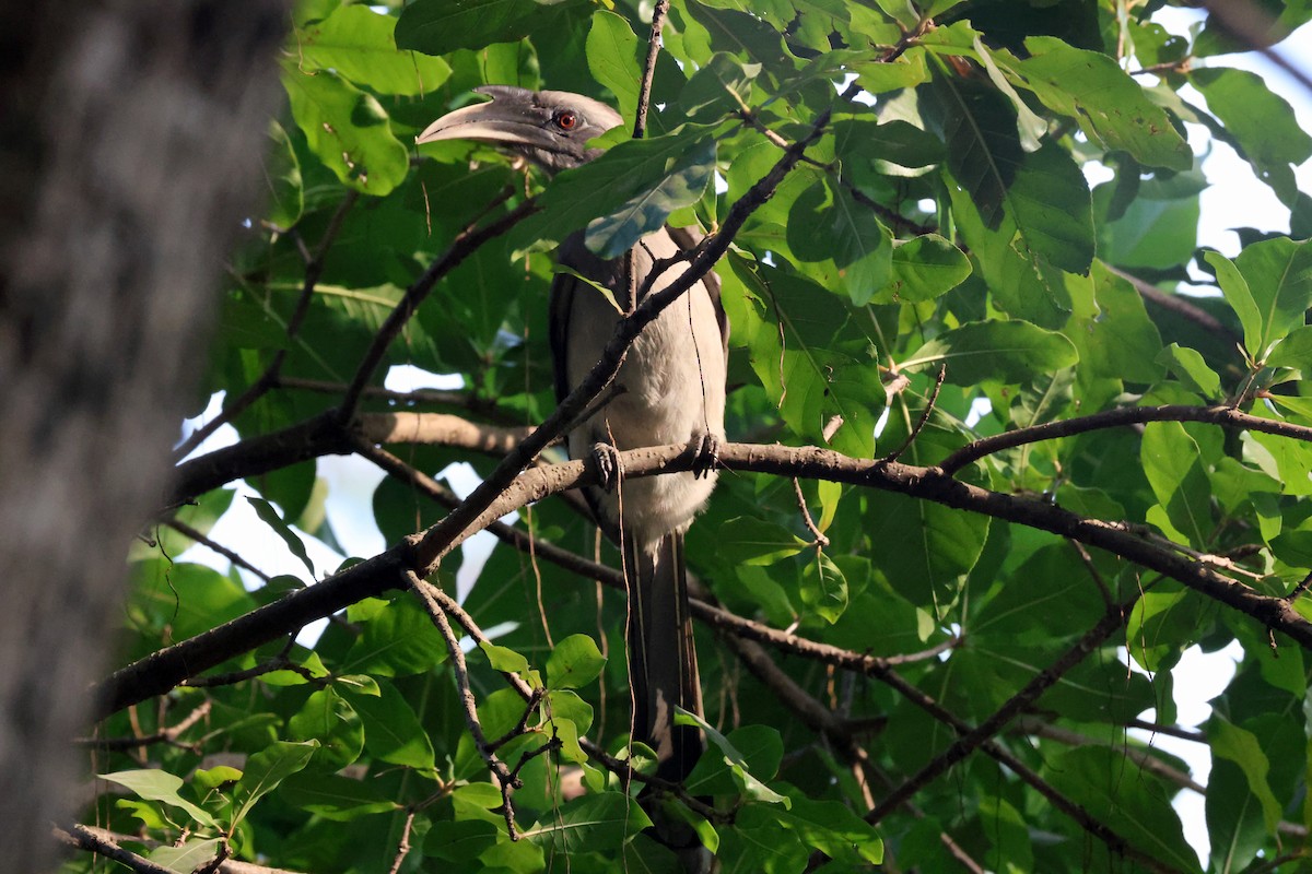 Indian Gray Hornbill - ML647552826