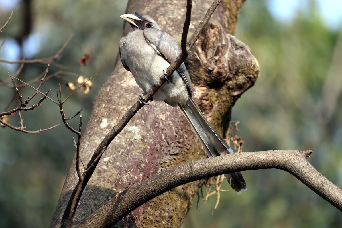 Indian Gray Hornbill - ML647552827