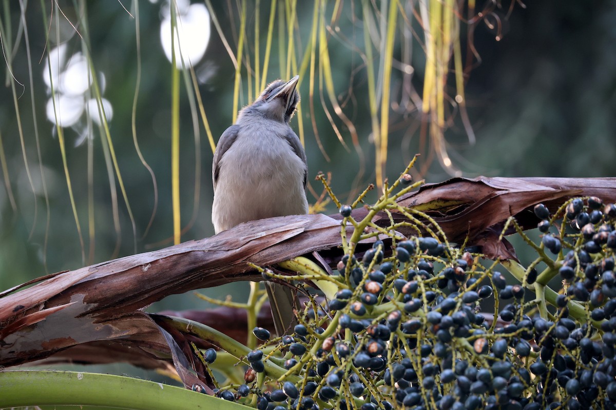 Indian Gray Hornbill - ML647552828