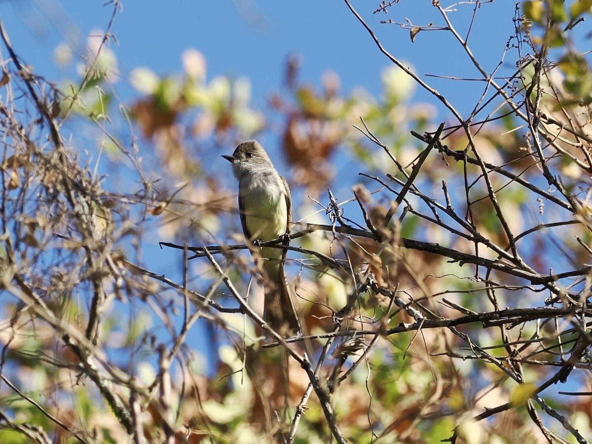 Бледногорлый миарх - ML647552836