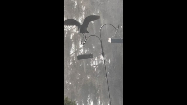 Glossy Ibis - ML647552838