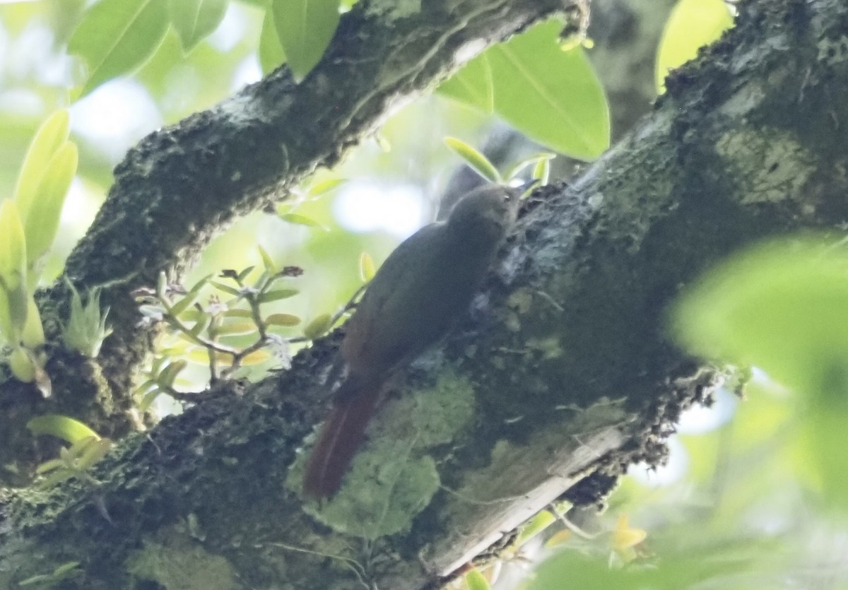 Поползневый древолаз - ML647552840