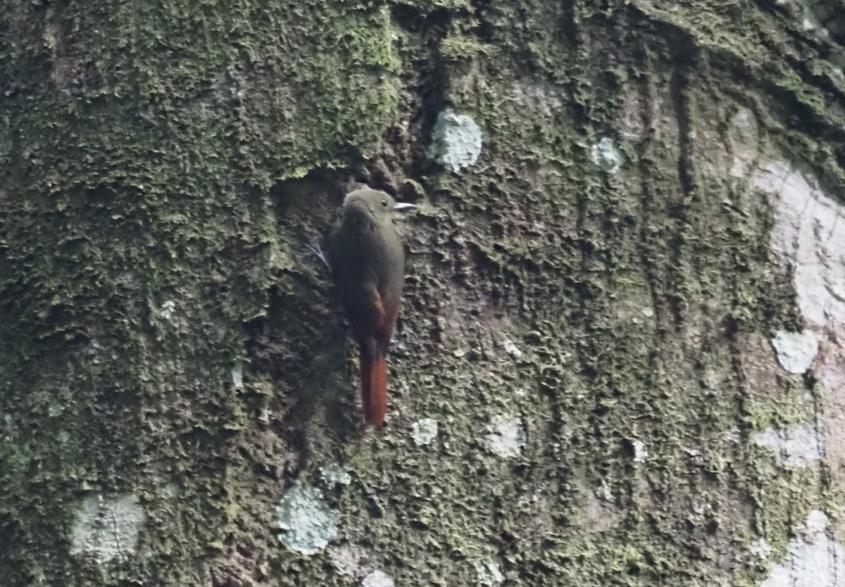 Поползневый древолаз - ML647552841