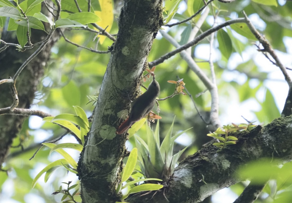 Поползневый древолаз - ML647552842