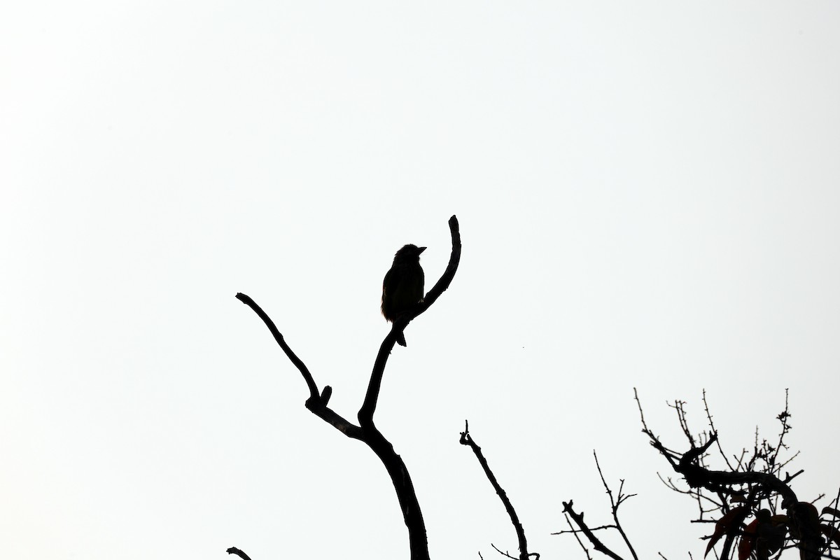 Brown-headed Barbet - ML647552853