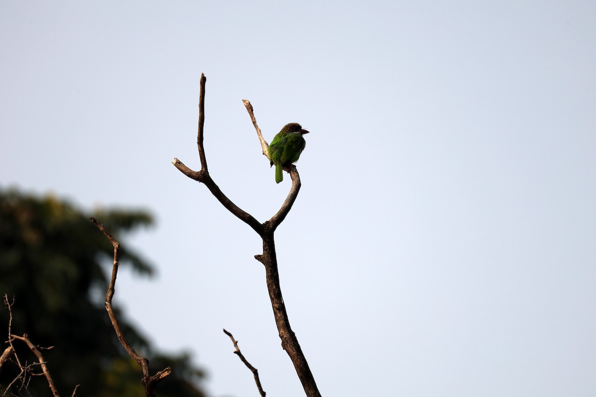 Brown-headed Barbet - ML647552854