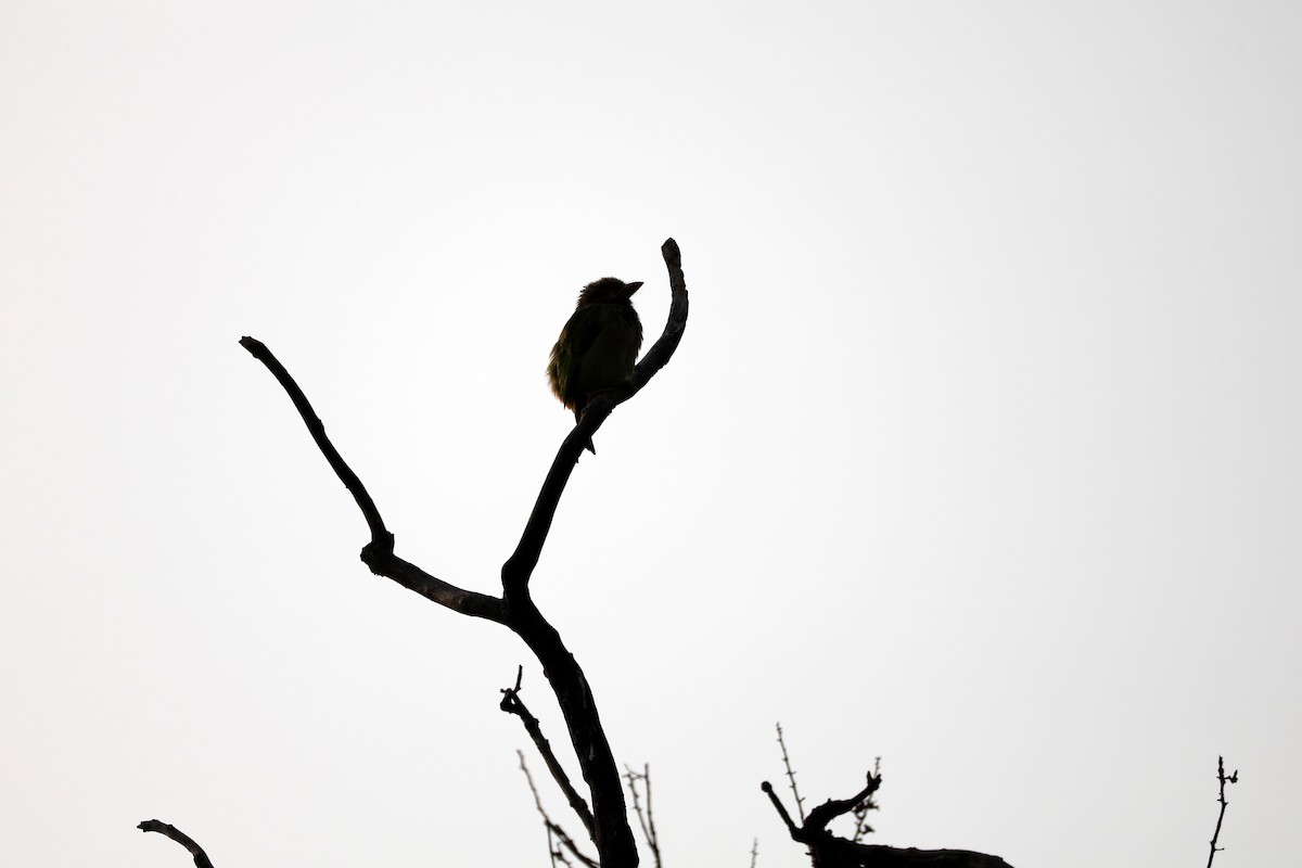 Brown-headed Barbet - ML647552856