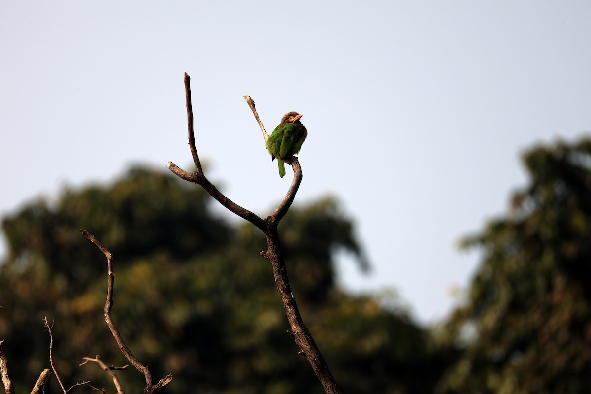 Brown-headed Barbet - ML647552858