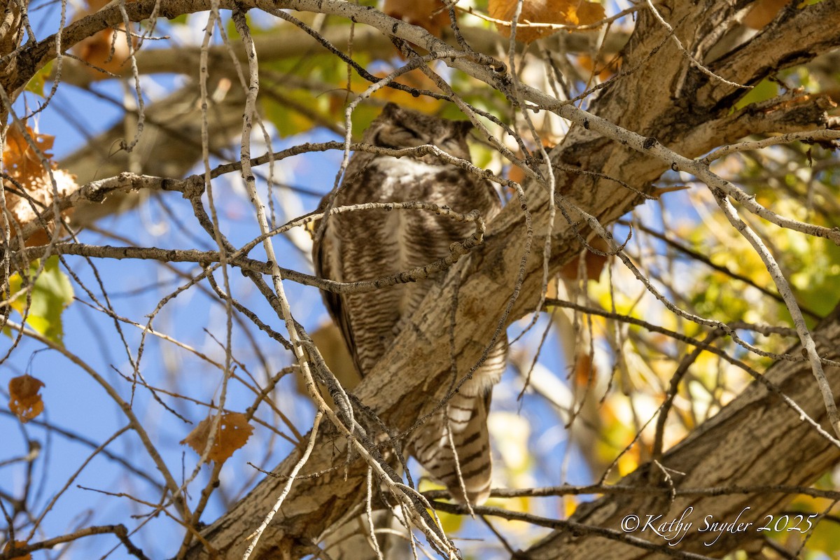Great Horned Owl - ML647552867