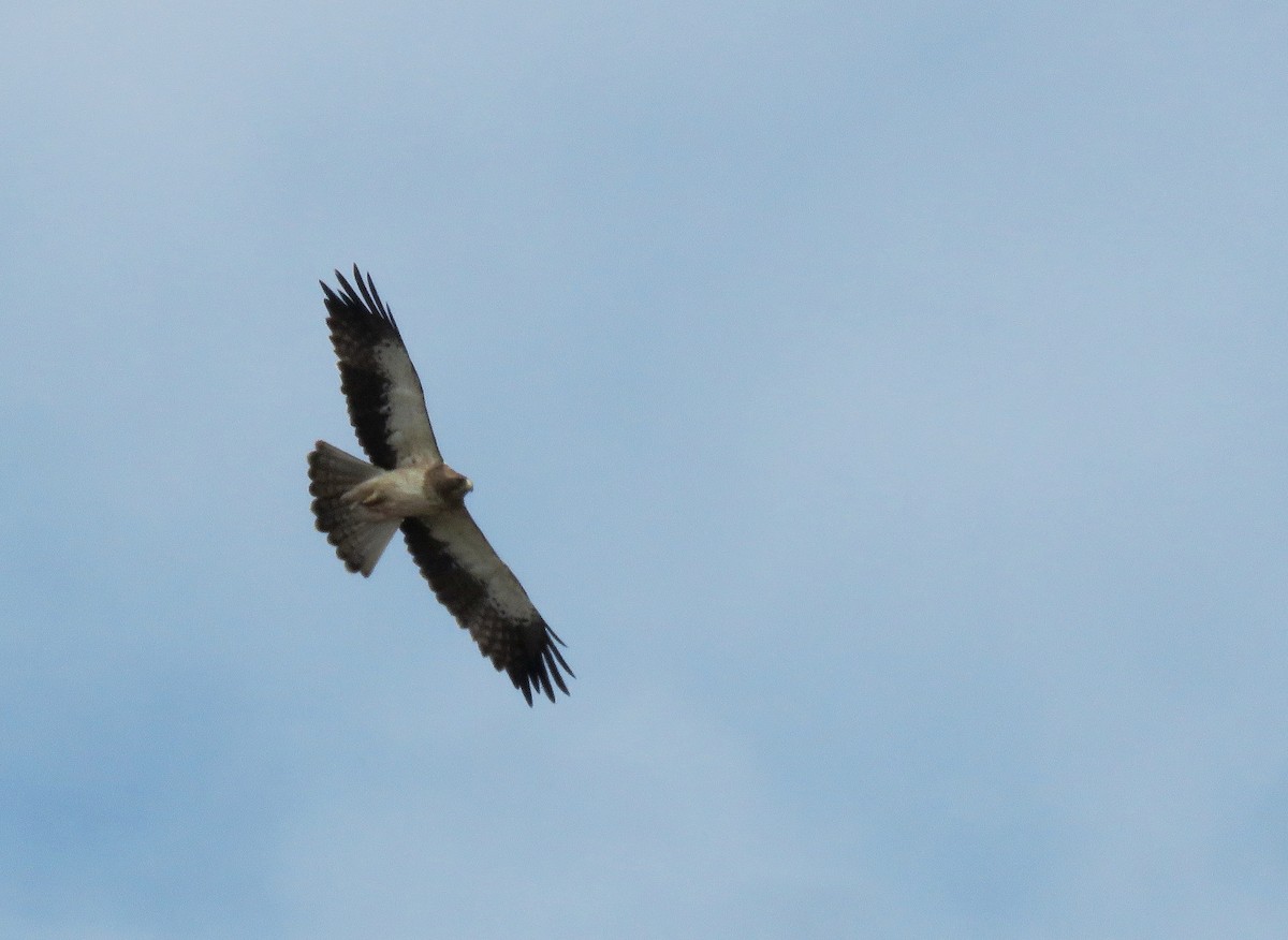 Booted Eagle - ML647552882