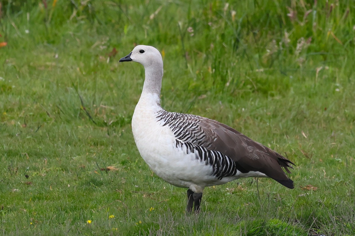 Upland Goose - ML647552883