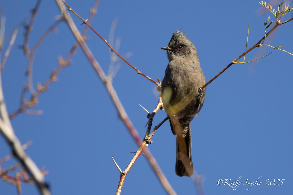 Phainopepla - ML647552892