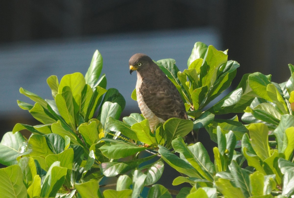 Roadside Hawk - ML647552893