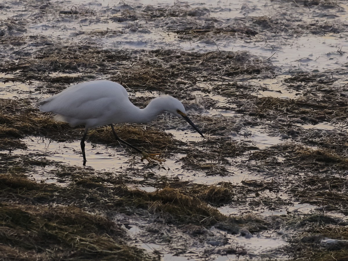 Snowy Egret - ML647552894