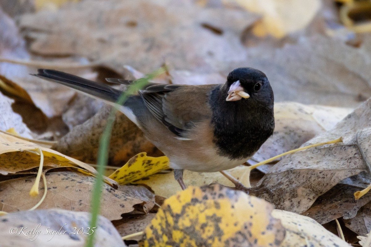 Dark-eyed Junco - ML647552895
