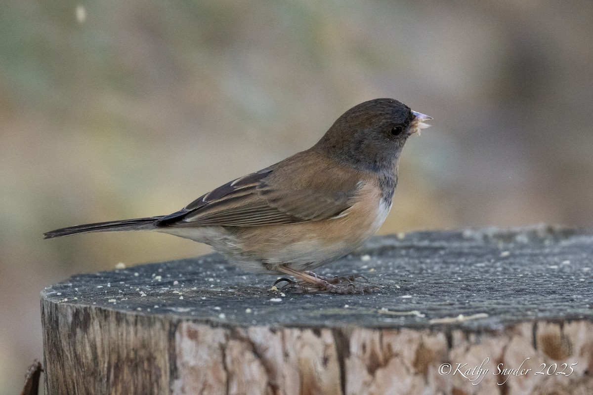 Dark-eyed Junco - ML647552896