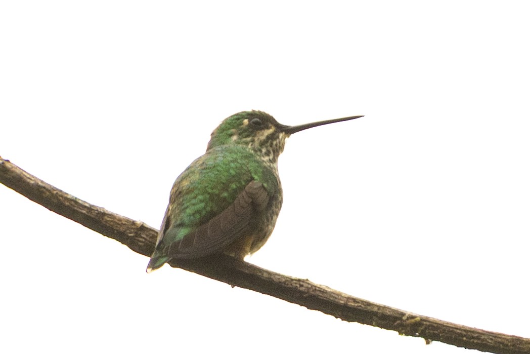 Rufous-booted Racket-tail - ML647552898