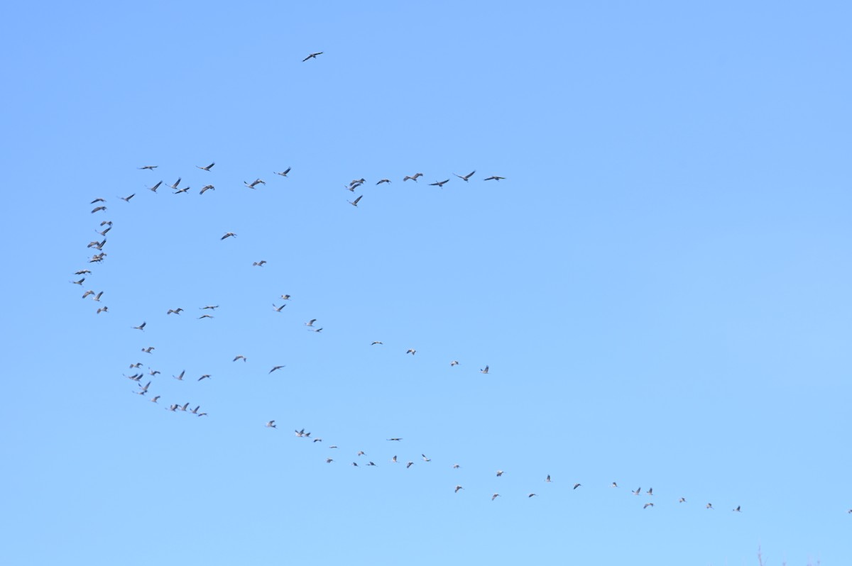 Common Crane - ML647552899