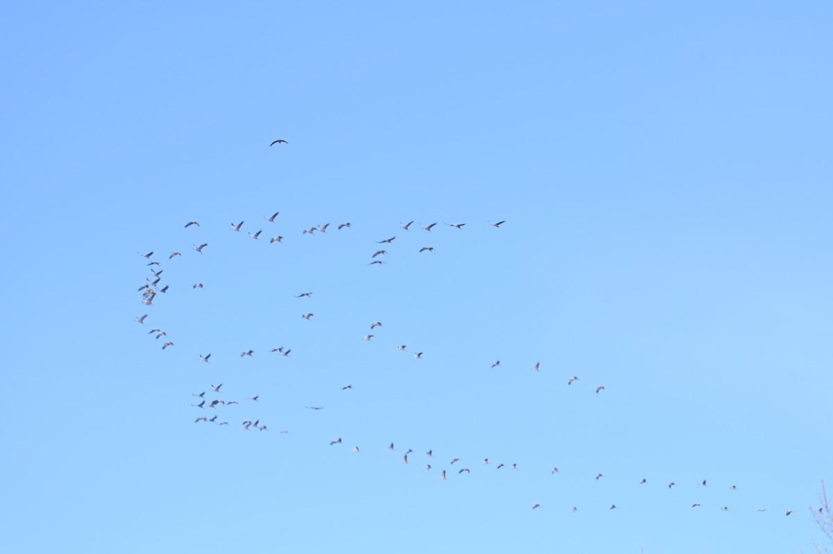 Common Crane - ML647552900