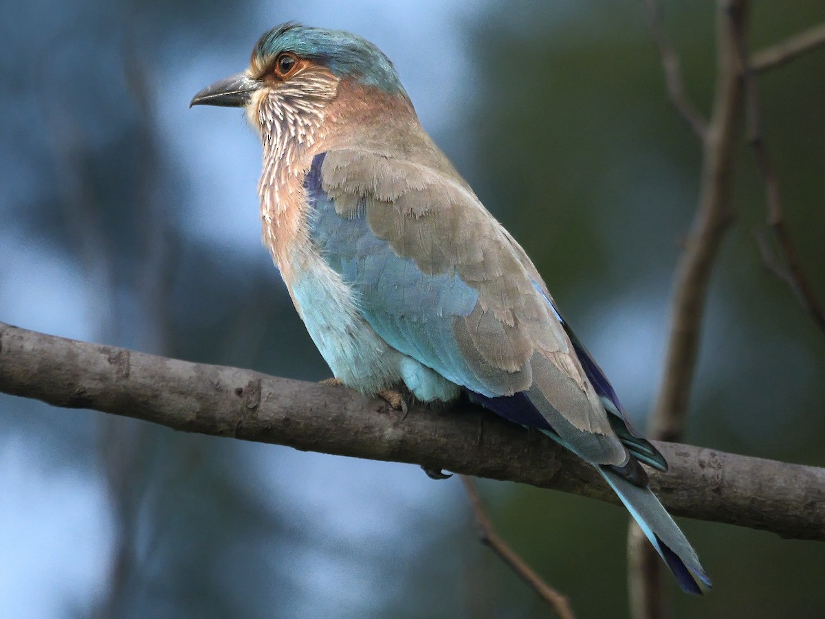 mandelík indický - ML647552902