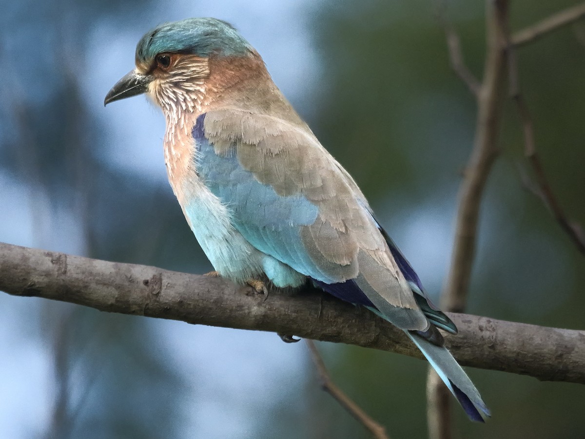 mandelík indický - ML647552903