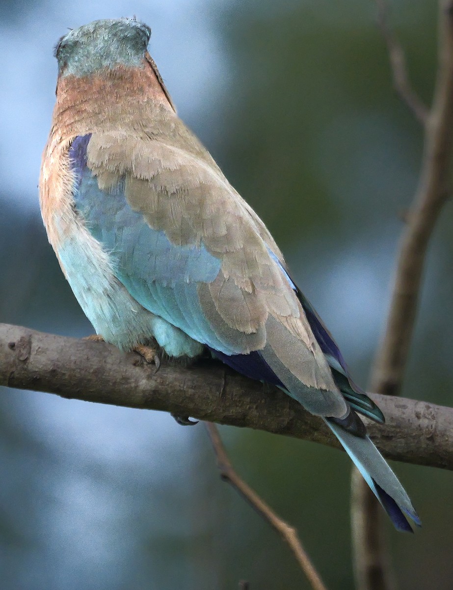 mandelík indický - ML647552906