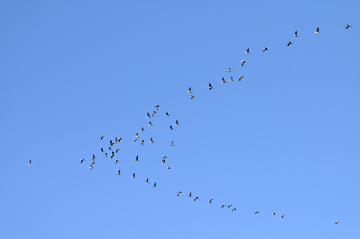 Common Crane - ML647552908