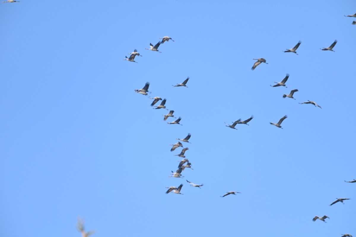 Common Crane - ML647552909