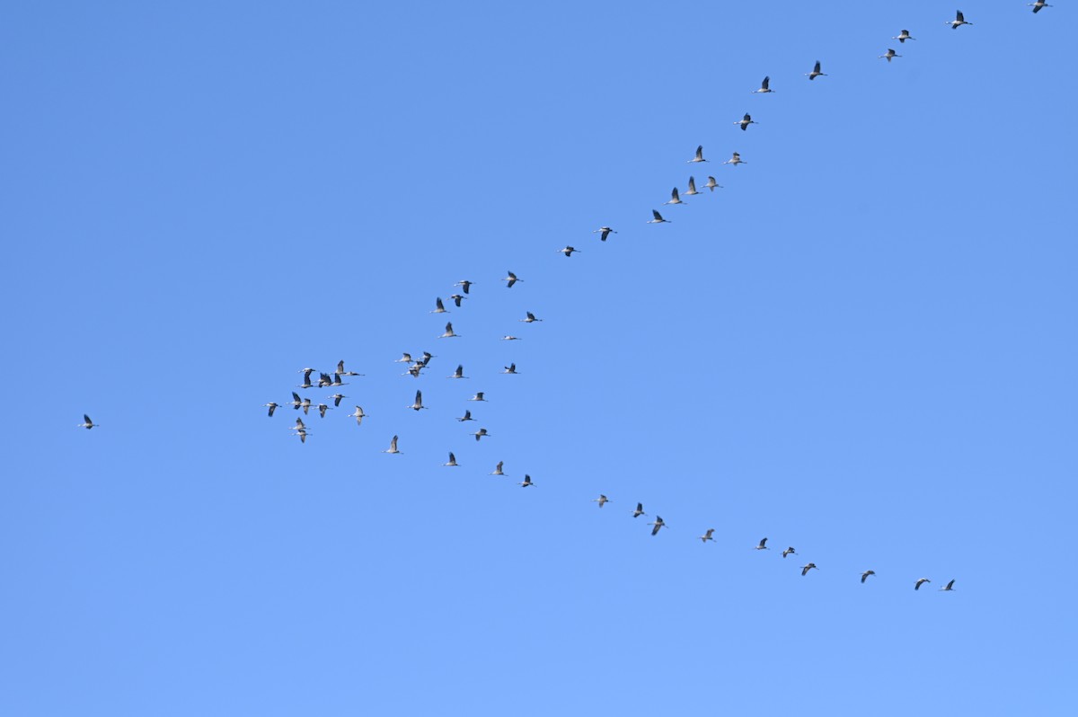 Common Crane - ML647552910