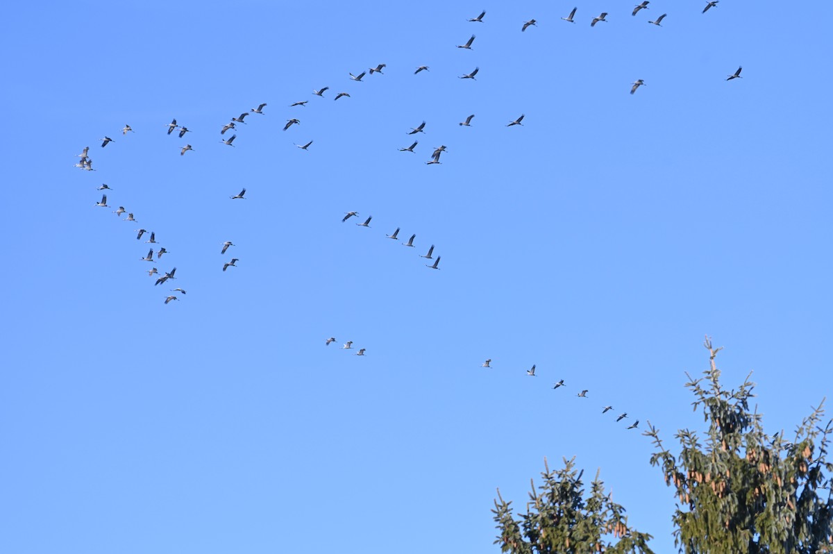 Common Crane - ML647552911