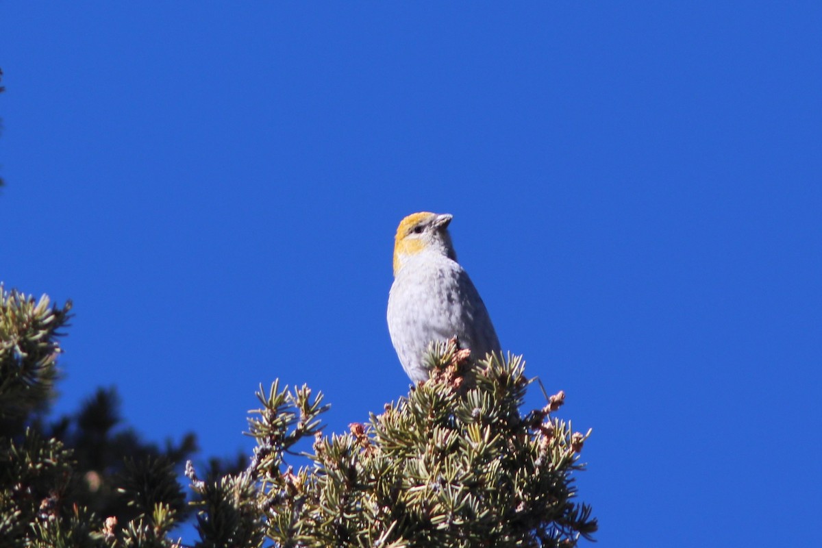 Pine Grosbeak - ML647552912