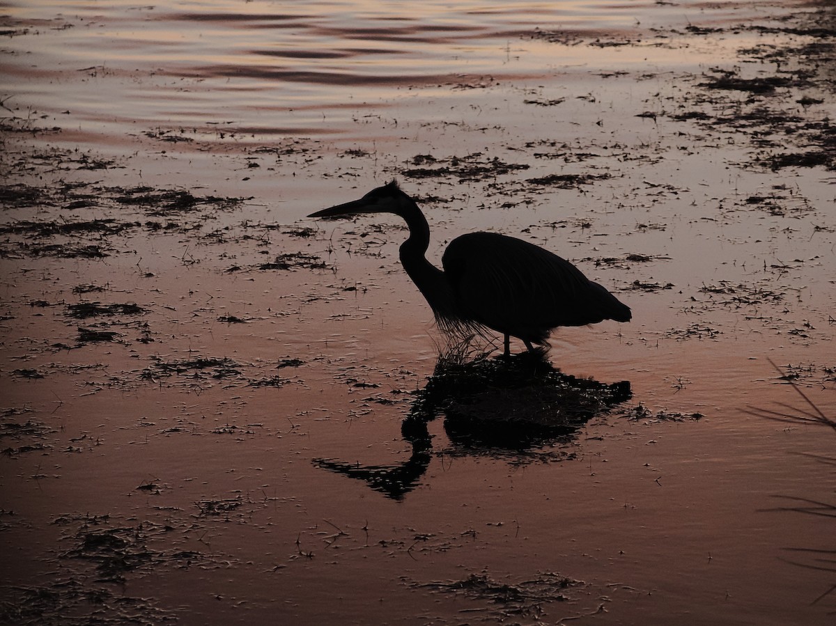 Great Blue Heron (Great Blue) - ML647552913