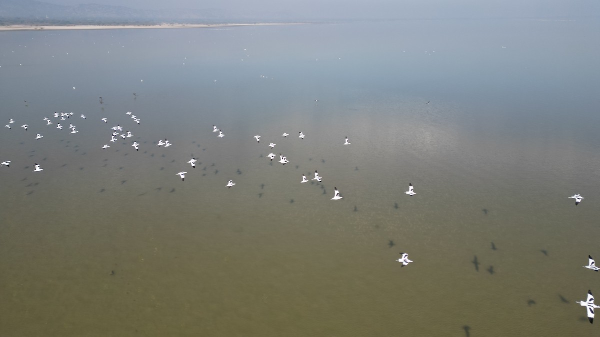 Pied Avocet - ML647552914