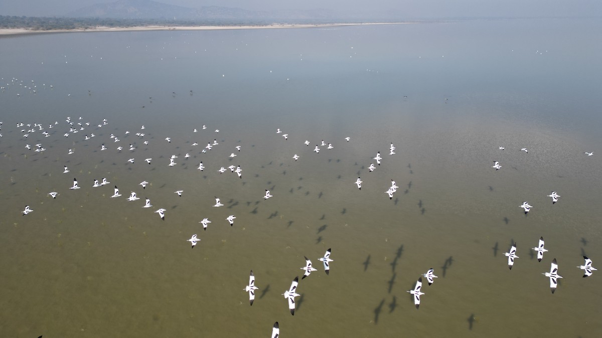 Pied Avocet - ML647552916