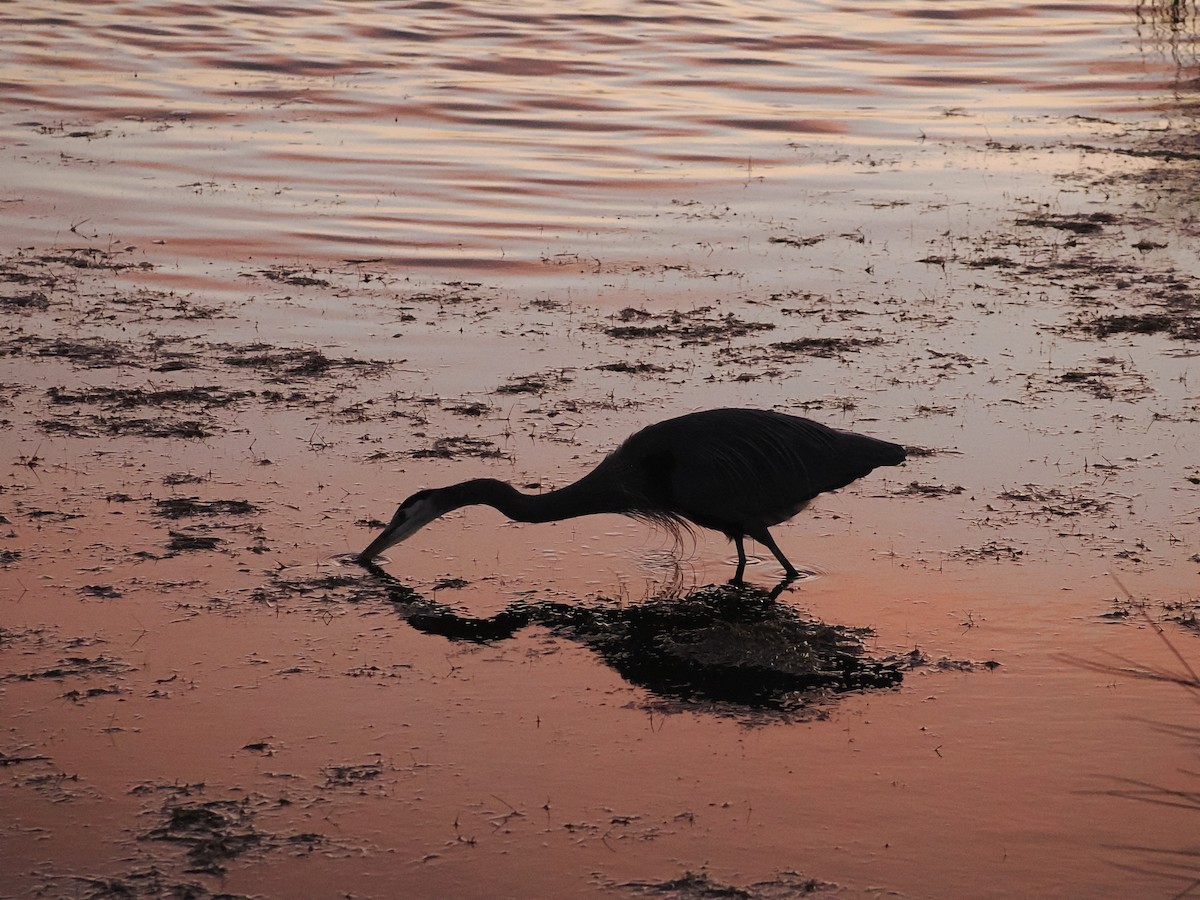 Great Blue Heron (Great Blue) - ML647552917