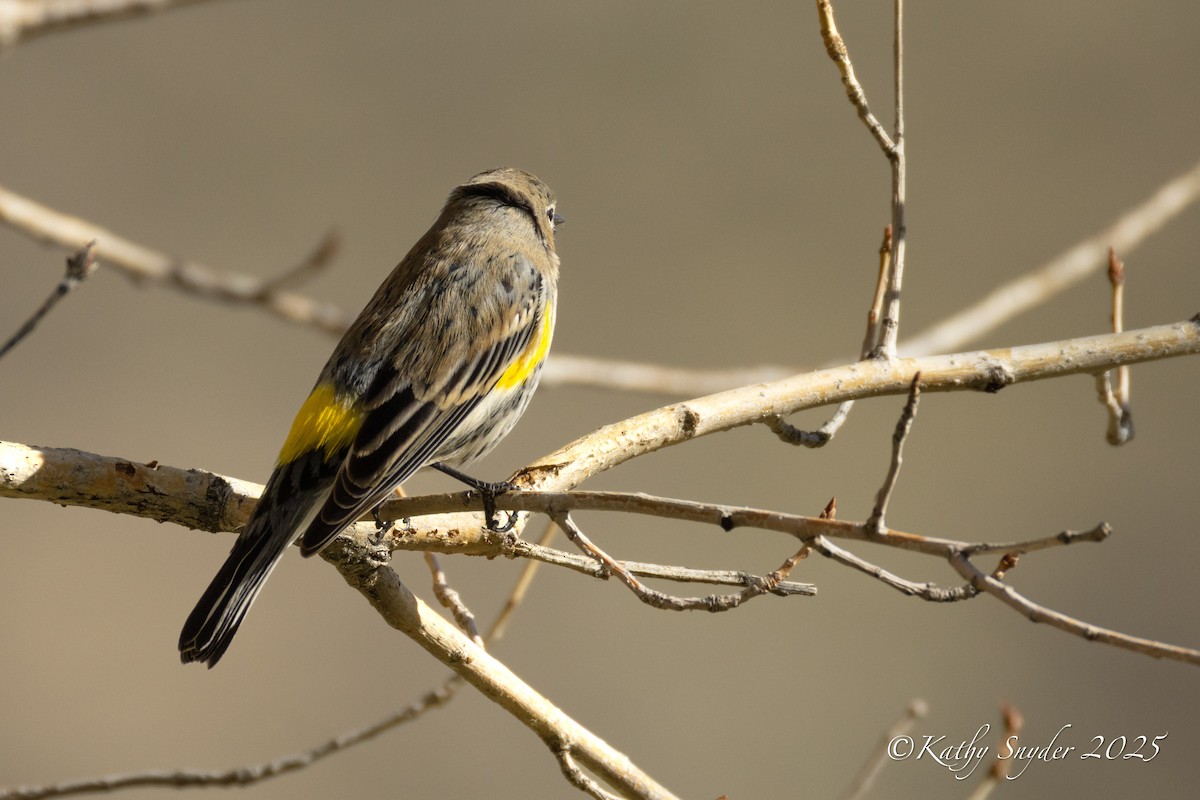 Yellow-rumped Warbler - ML647552919